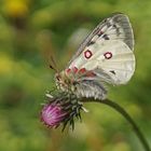 Hochalpen-Apollo (Parnassius phoebus)