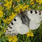 Hochalpen-Apollo (Parnassius phoebus), Männchen