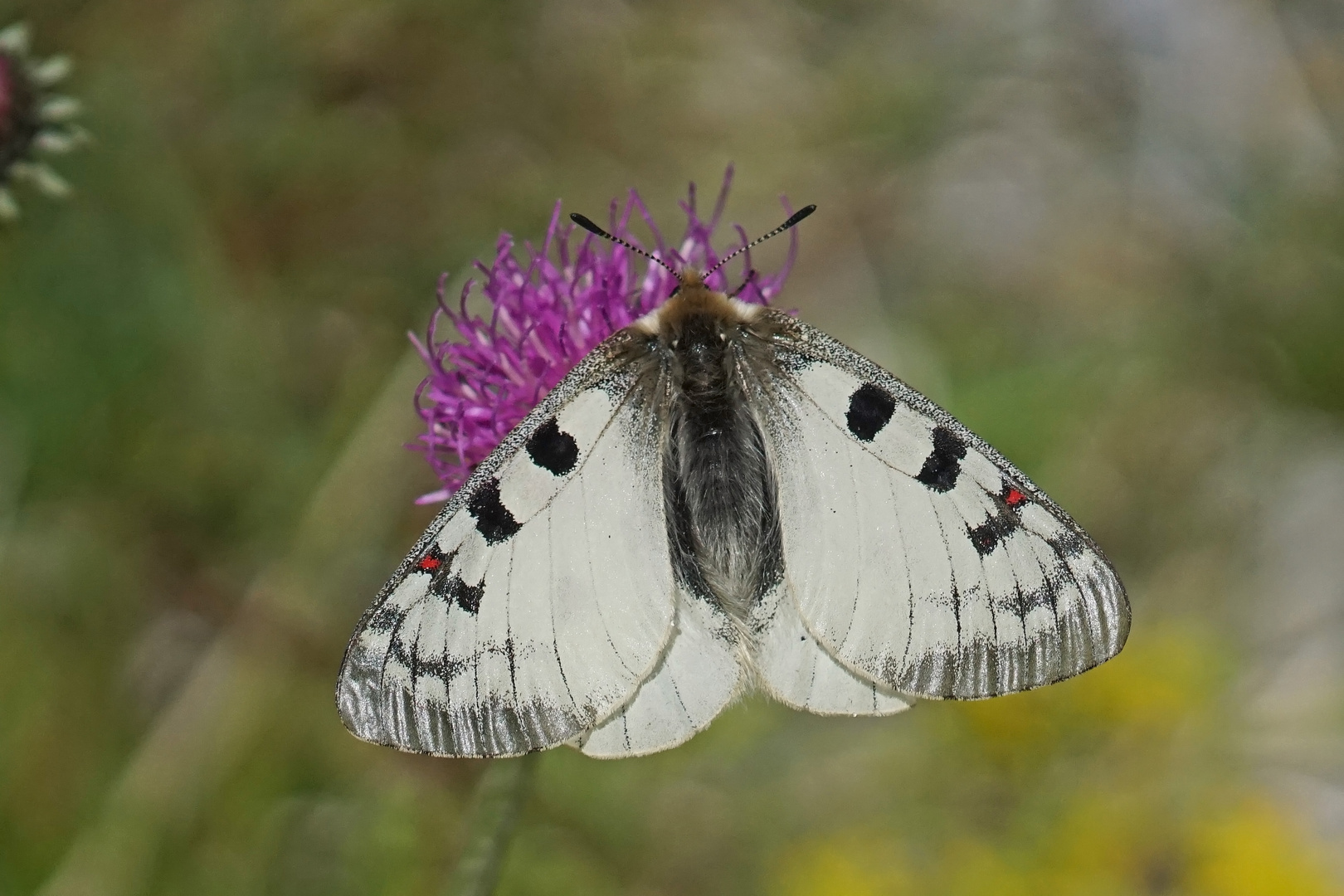 Hochalpen-Apollo (Parnassius phoebus), Männchen