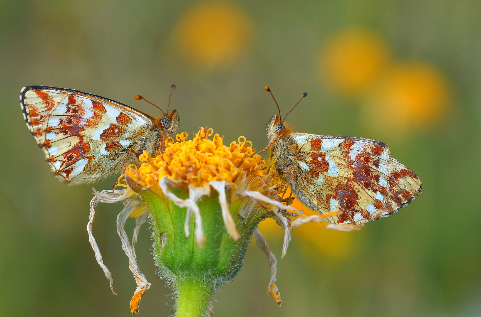 Hochalpen-Perlmutterfalter (Boloria pales)