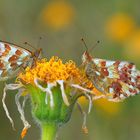 Hochalpen-Perlmutterfalter (Boloria pales)