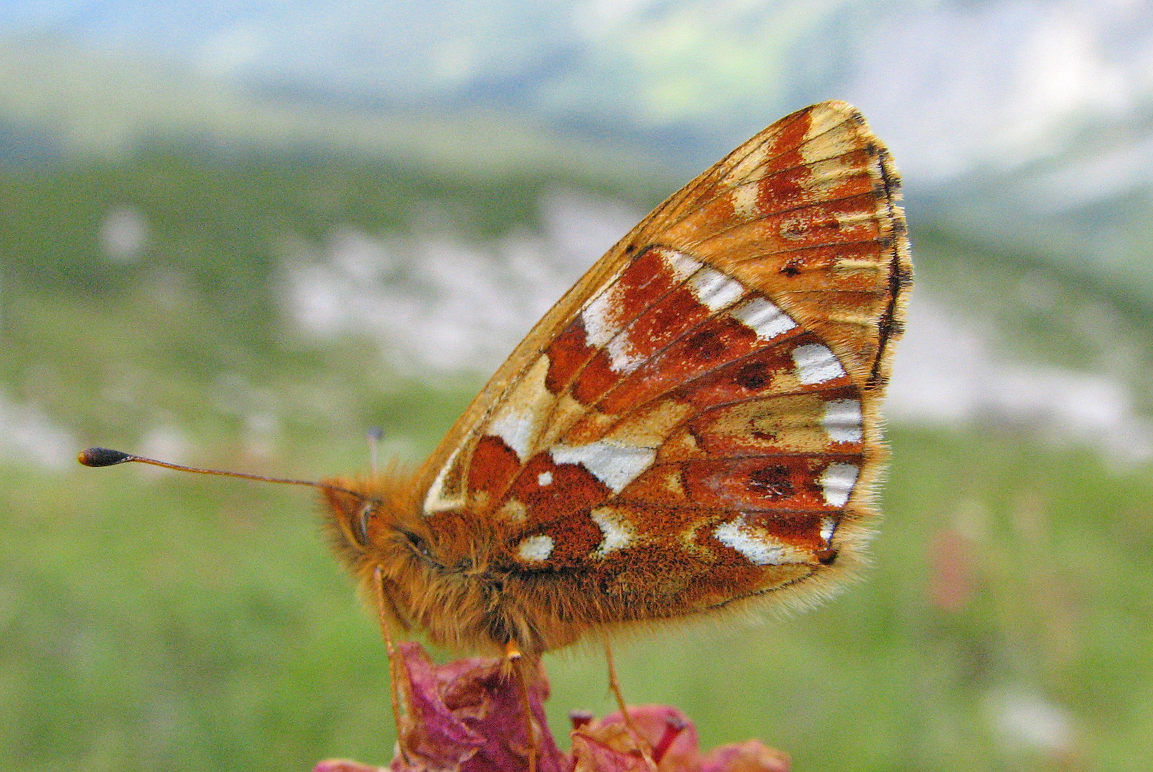 Hochalpen-Perlmutterfalter (Boloria pales)