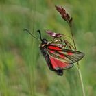 Hochalpen-Widderchen (Zygaena exulans)