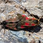 Hochalpen-Widderchen (Zygaena exulans)