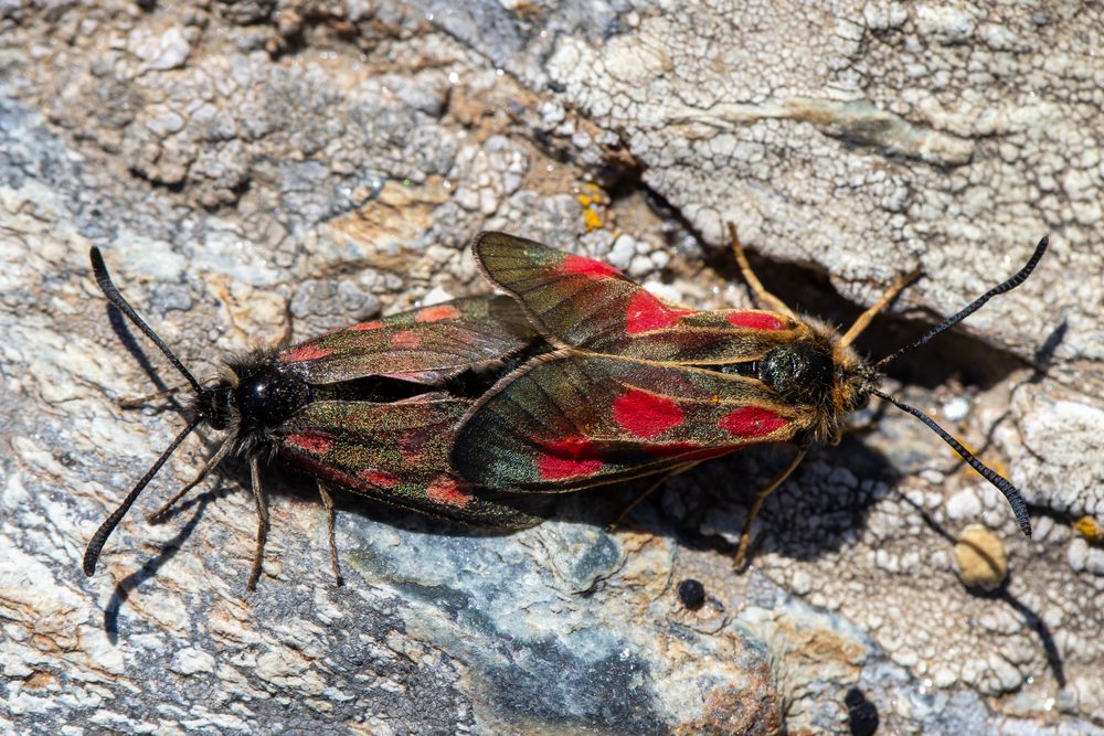 Hochalpen-Widderchen (Zygaena exulans)