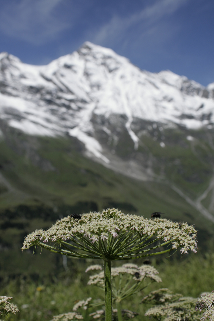 Hochalpengarten