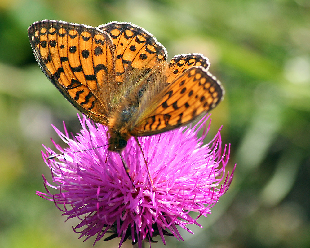 Hochalpenperlmutterfalter - Boloria napaea und Expertenrat gefragt !!