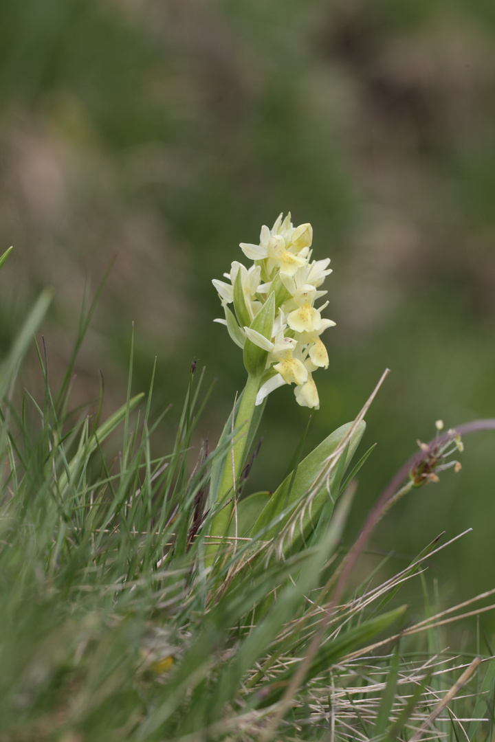 Hochalpine Orchidee