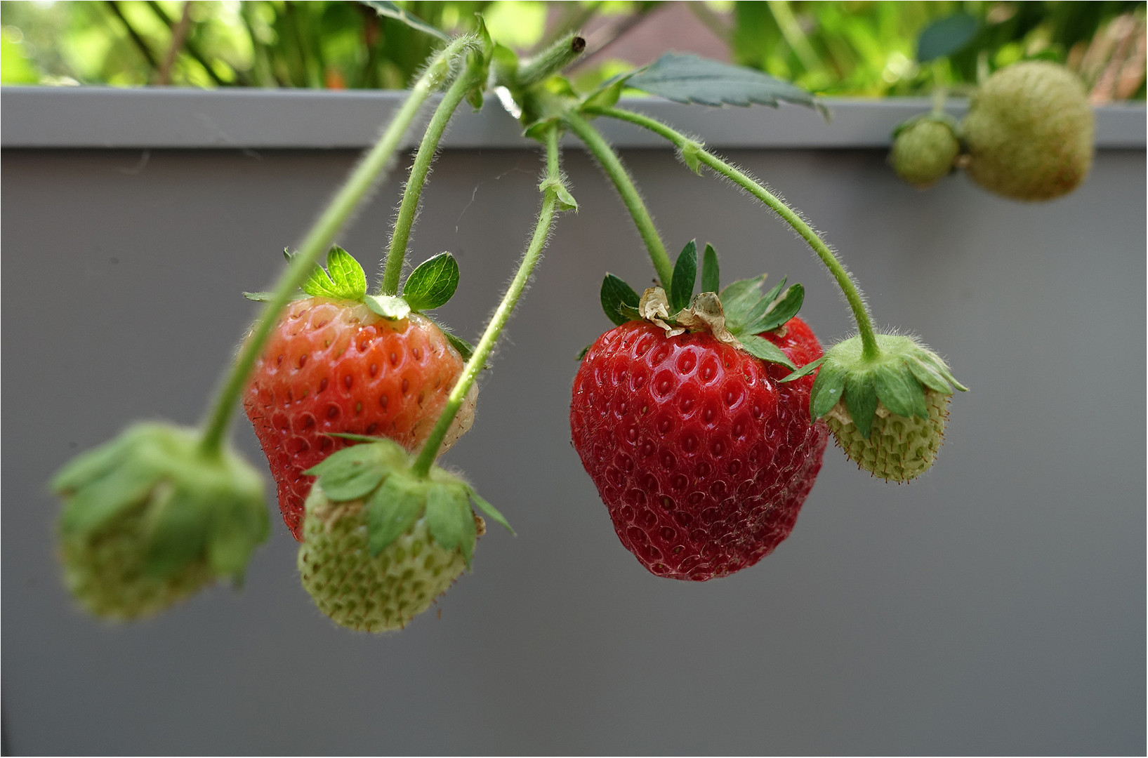 Hochbeeterdbeeren