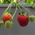 Hochbeeterdbeeren