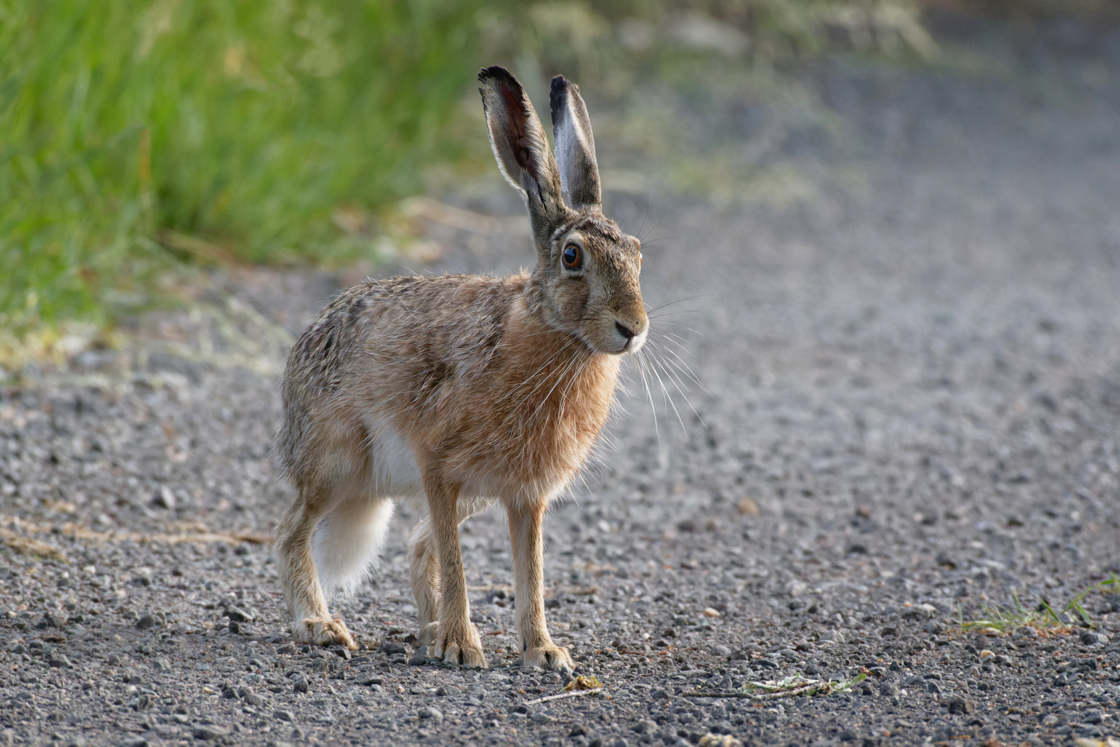 Hochbeinig... Feldhase (Lepus europaeus),