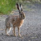 Hochbeinig... Feldhase (Lepus europaeus),