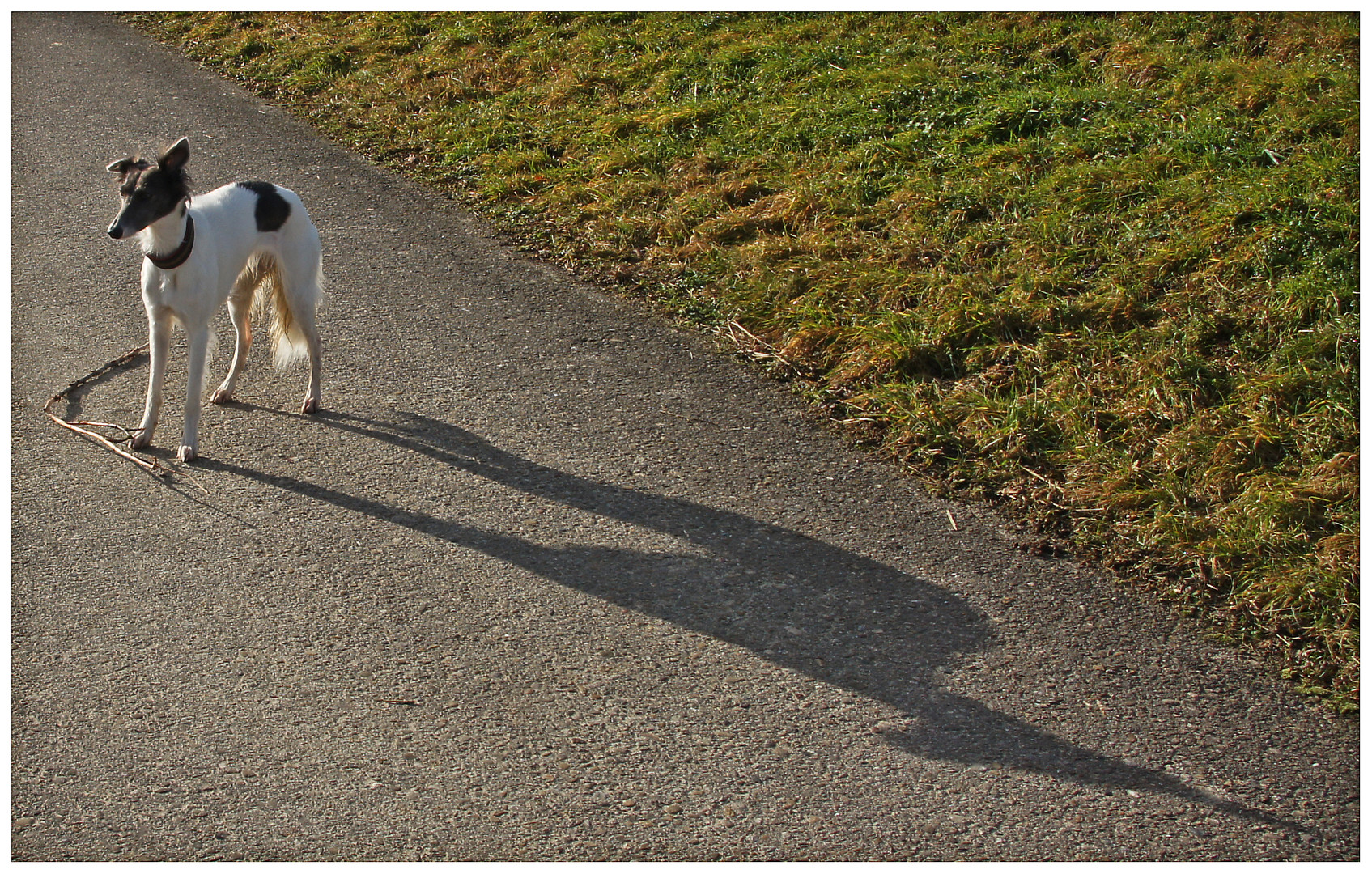 hochbeiniger Schatten