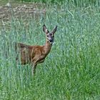 Hochbeschlagene - hochträchtige Rehgeiss