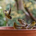 Hochbetrieb am Blumenuntersetzer  .....