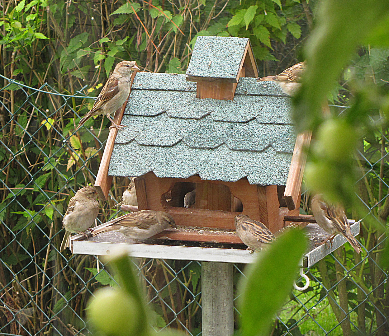 Hochbetrieb am Futterhaus Foto & Bild tiere, wildlife, wild lebende