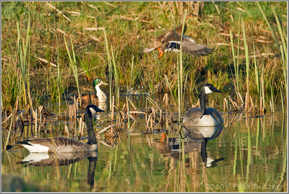 Hochbetrieb am Gartenteich