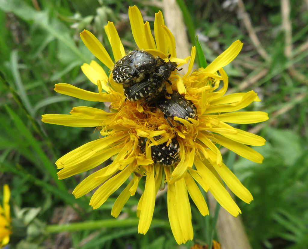 Hochbetrieb am Löwenzahn Foto &amp; Bild | insekten, natur, tiere Bilder ...