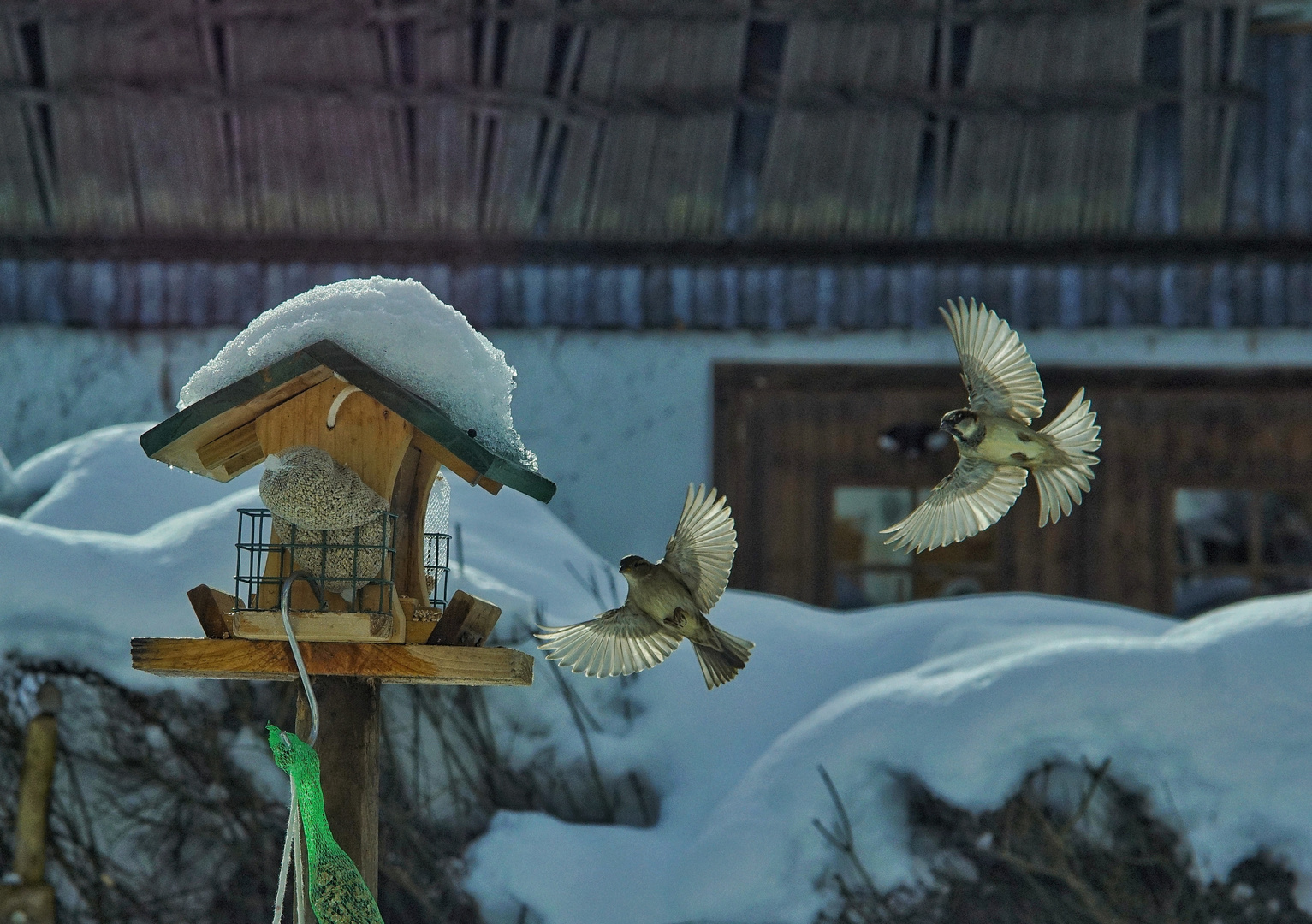 Hochbetrieb am Vogel Haus 2