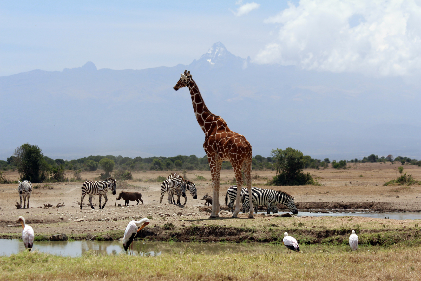 Hochbetrieb am Wasserloch mit Blick auf den Mount Kenya!