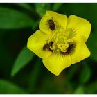 Hochbetrieb auf den Sumpfdotterblumen