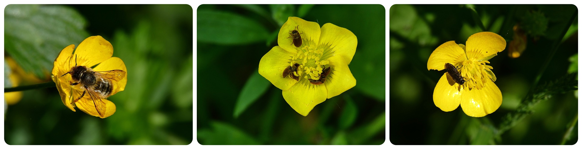 Hochbetrieb auf den Sumpfdotterblumen