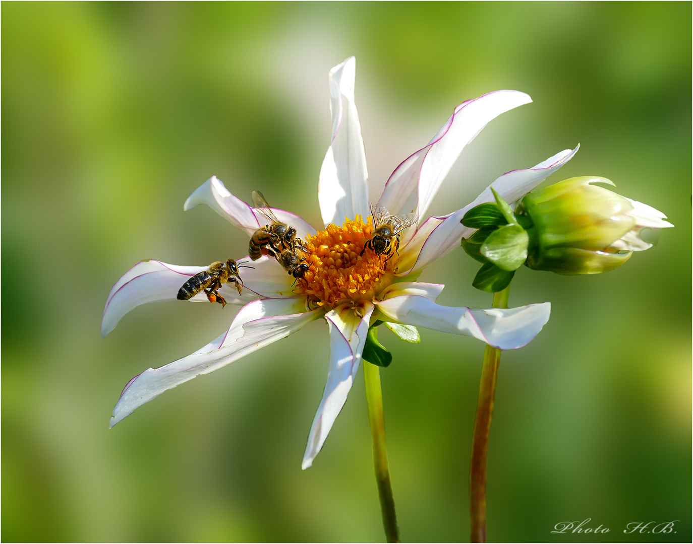 Hochbetrieb bei den ersten Dahlienblüten