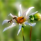 Hochbetrieb bei den ersten Dahlienblüten