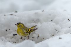 Hochbetrieb beim Futterhaus ...