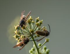 Hochbetrieb beim "Vorrätesammeln"