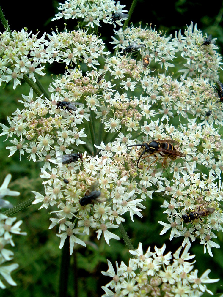 Hochbetrieb