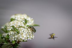 Hochbetrieb für Insekten ...