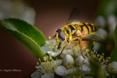 Hochbetrieb für Insekten ...