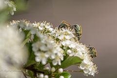 Hochbetrieb für Insekten ...