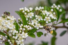 Hochbetrieb für Insekten ...