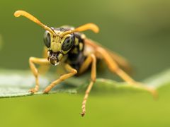 Hochbetrieb im Garten ...