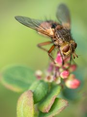 Hochbetrieb im Garten ...