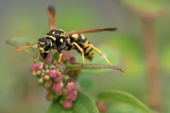 Hochbetrieb im Garten ...