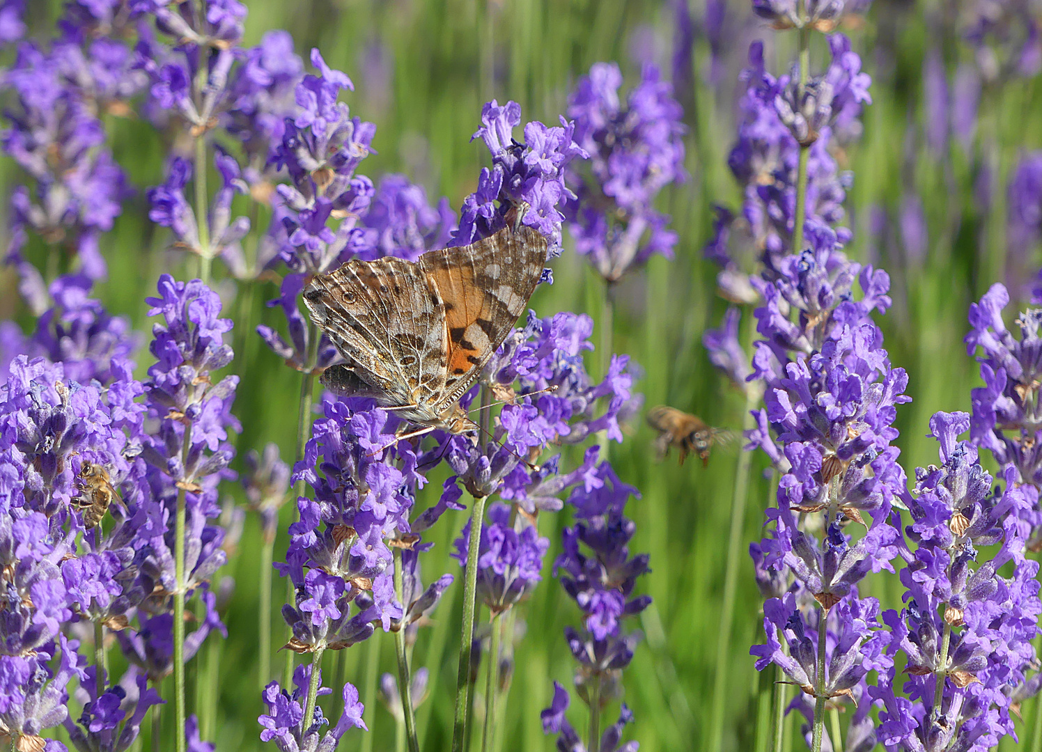 Hochbetrieb im Lavendel