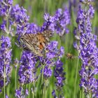 Hochbetrieb im Lavendel