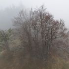 HochBlauen im Nebel