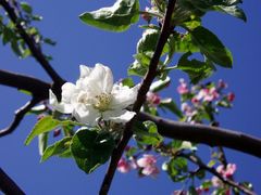 Hochblüte