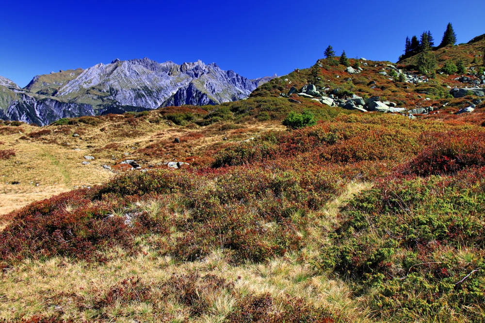 Hochebene am Muttjöchle (1)