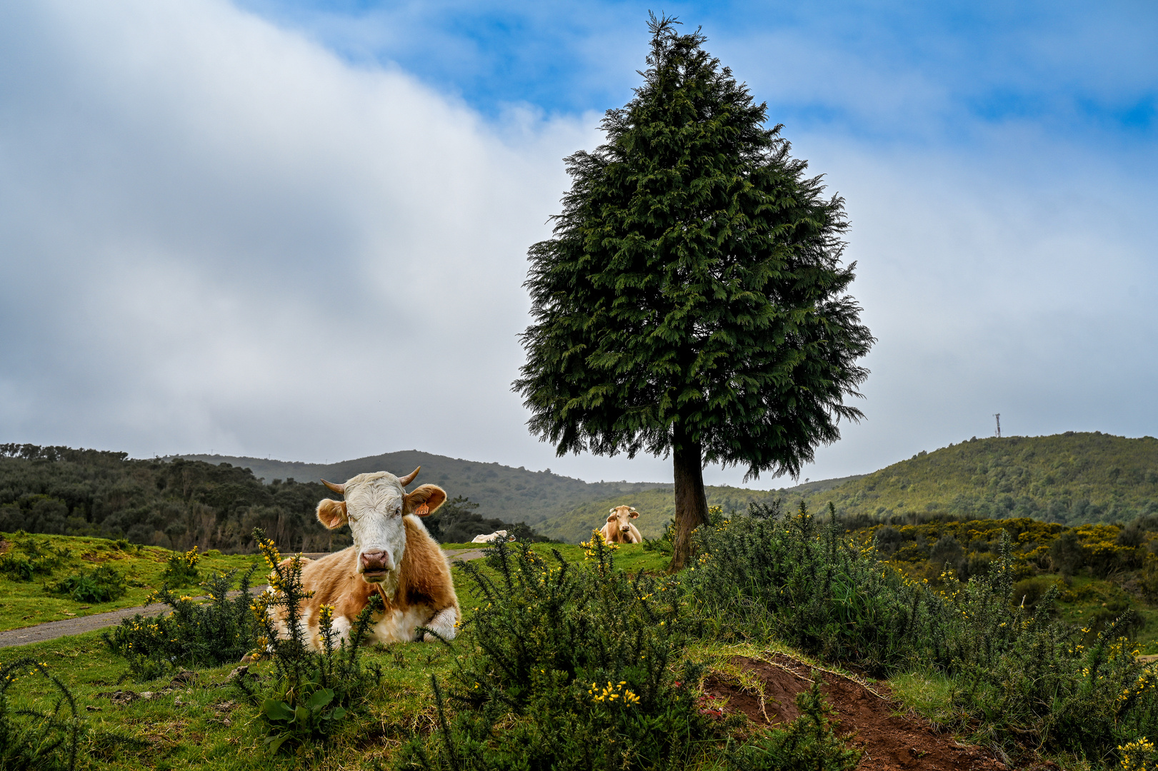 Hochebene Paúl da Serra 05