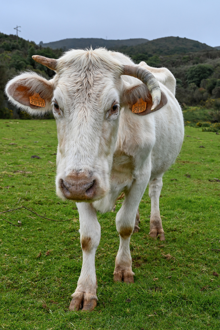 Hochebene Paúl da Serra 13