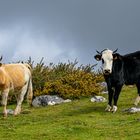 Hochebene Paúl da Serra 19