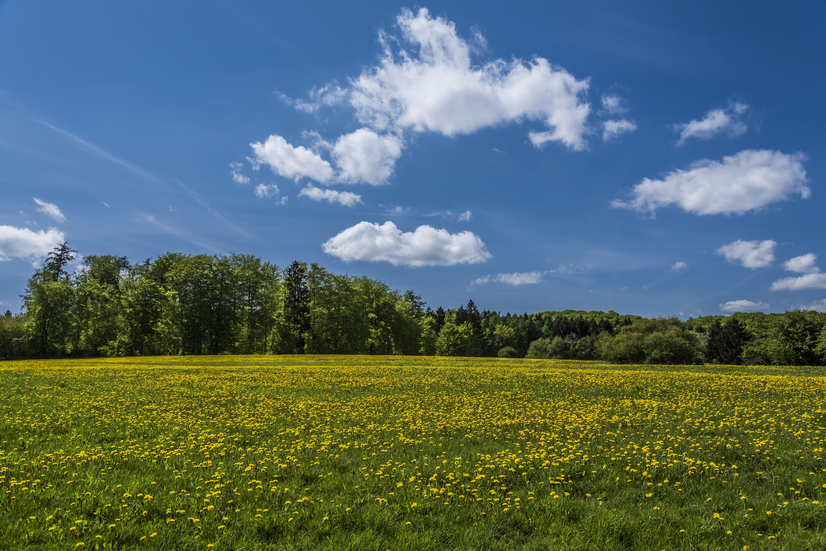 *Hocheifel - Frühling*