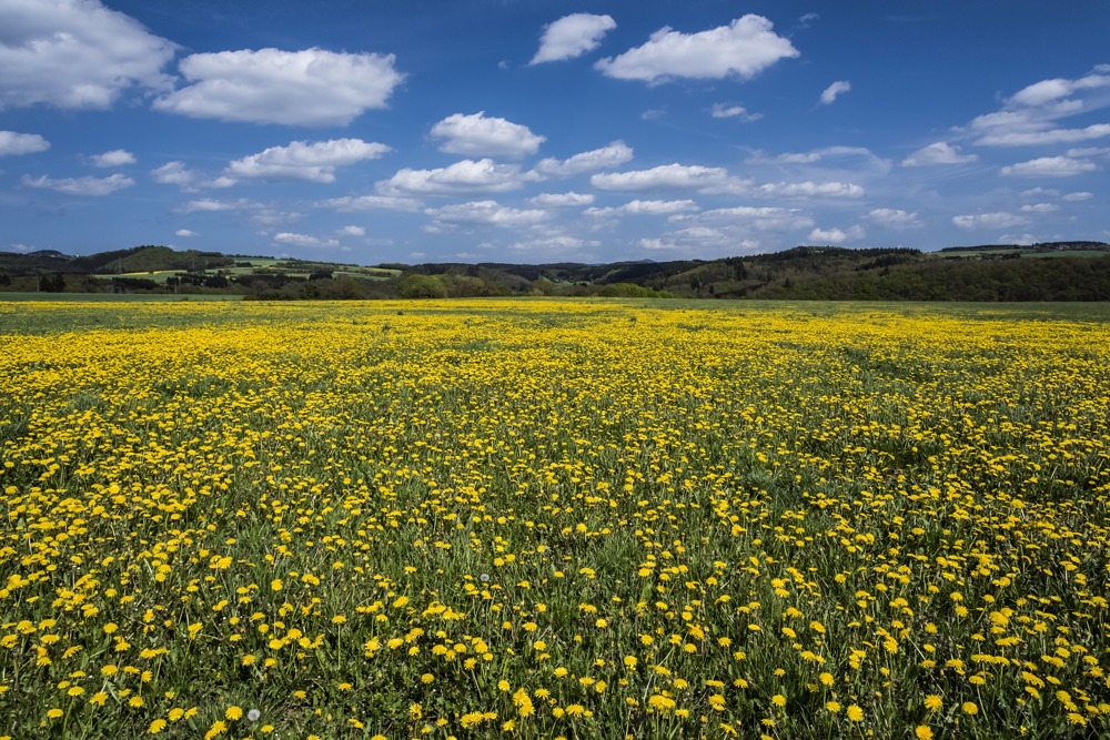 *Hocheifel - Frühling II*