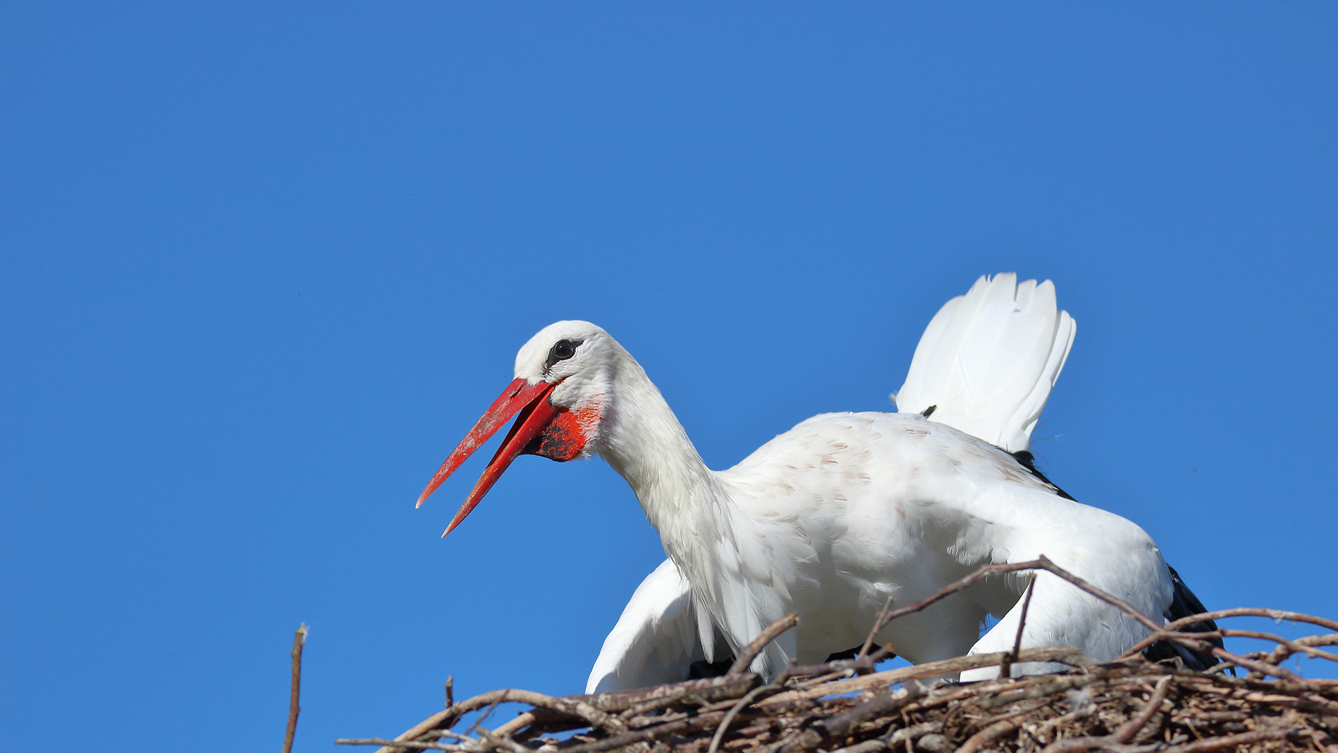 Hocherfreut begrüßte er mich im Oktober vom Nest herab