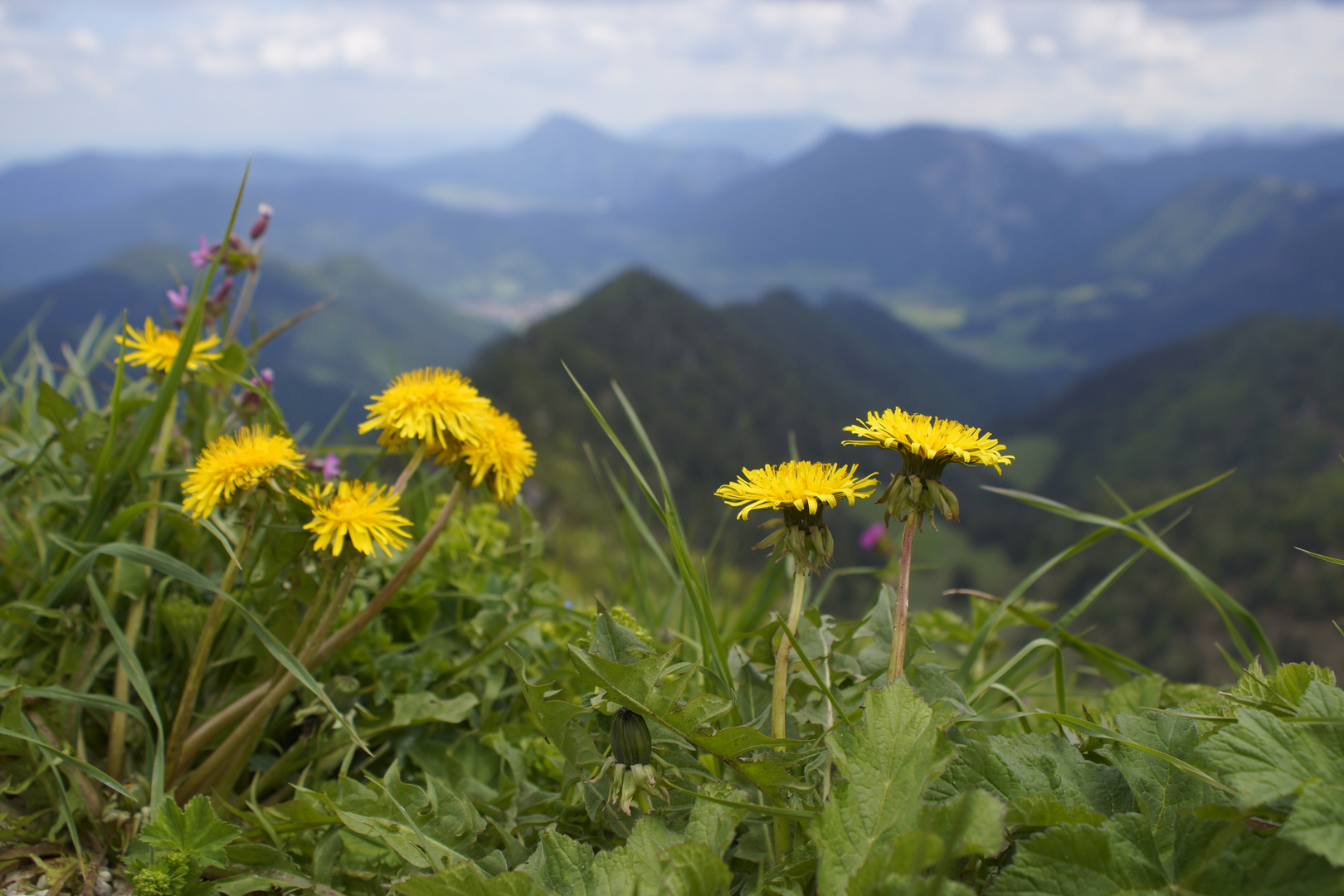 Hochfelln Mai2018 (32)